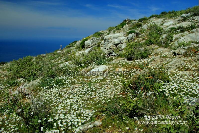daglarda-cicek-bahari-49