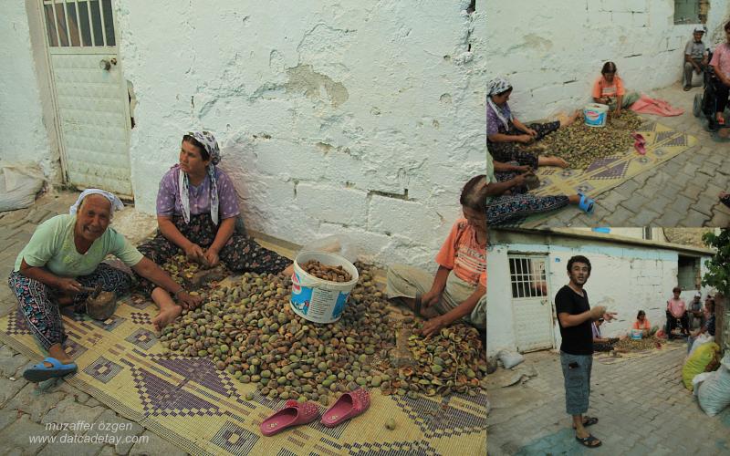 yazıköy'de badem kıran kadınlar