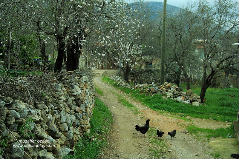 cumalı köyde badem çiçekli yol