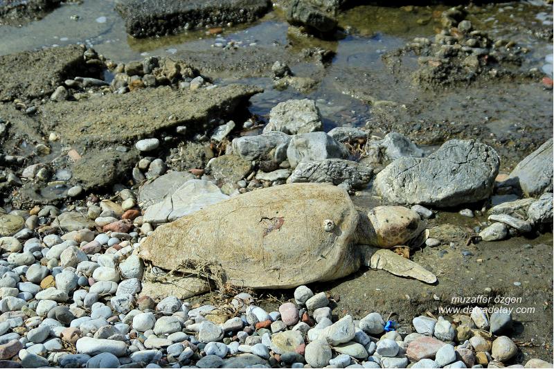 ölü deniz kaplumbağası