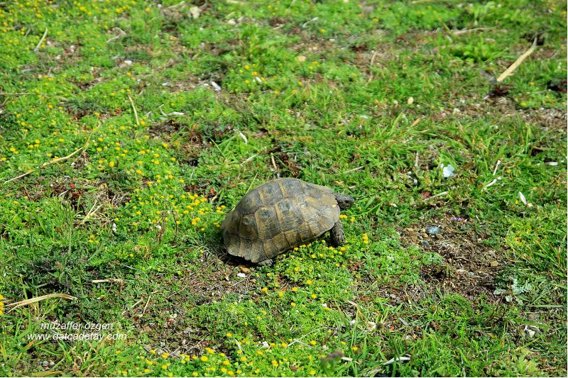 kaplumbağa gezintide