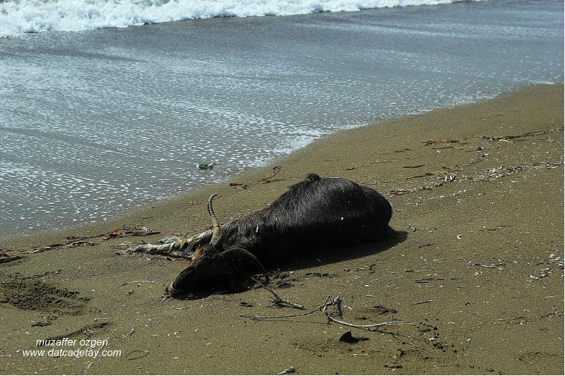 sahilde keçi ölüsü