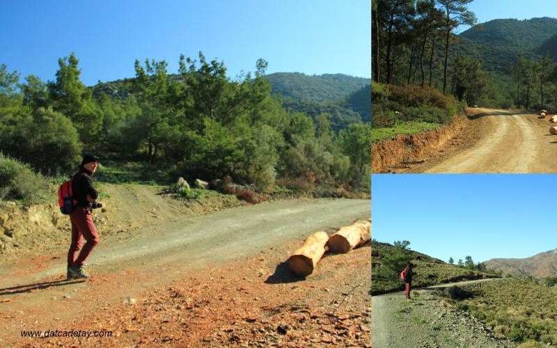 datça aşlama orman yolu