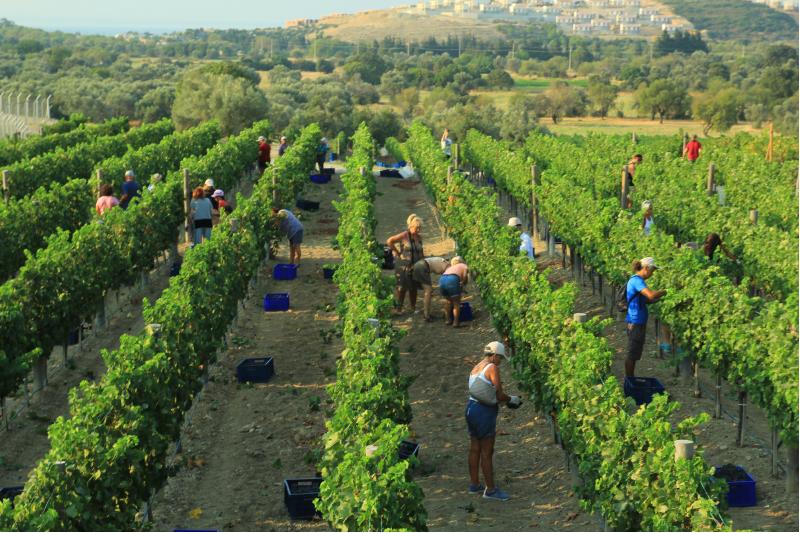 wineyard bağları