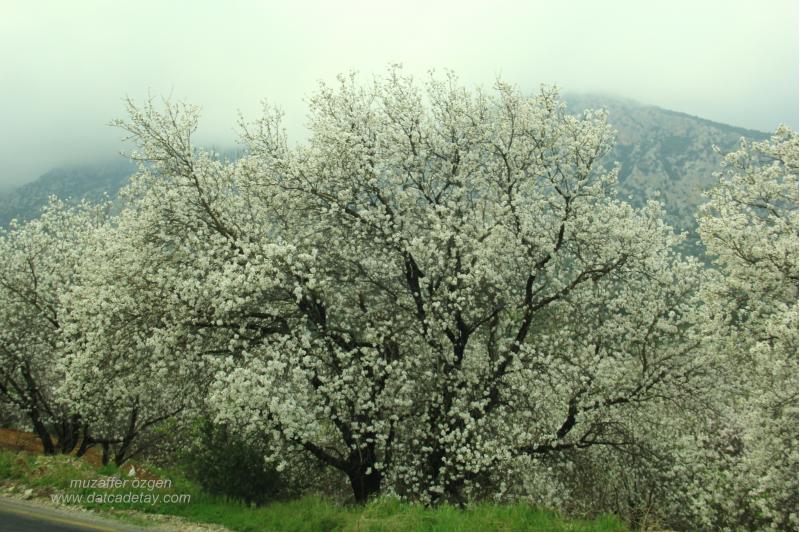 çiçekli badem ağacı