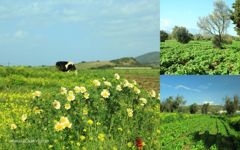 kızlan arazilerinde patetes tarlaları