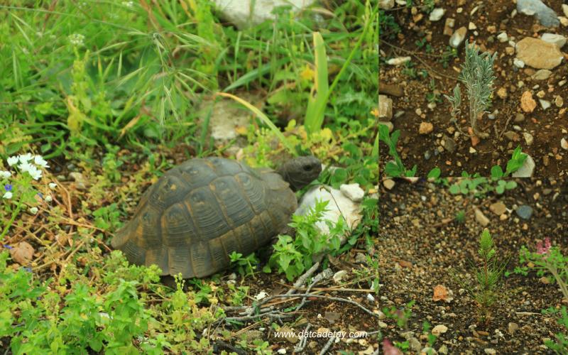 datça'da bahar görüntüsü