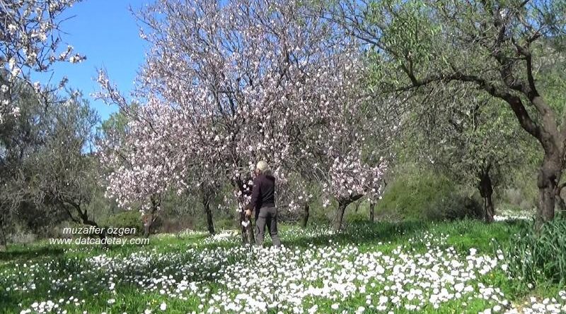 badem çiçeği festivali programı